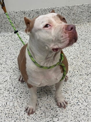 Photo of Zuley, adoptable dog in Atlanta, Georgia