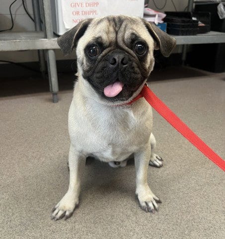 Photo of Dominic, adoptable Pug in San Bernardino, California