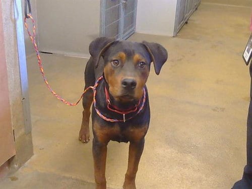 Photo of Baby Boy, adoptable Rottweiler in Sacramento, California