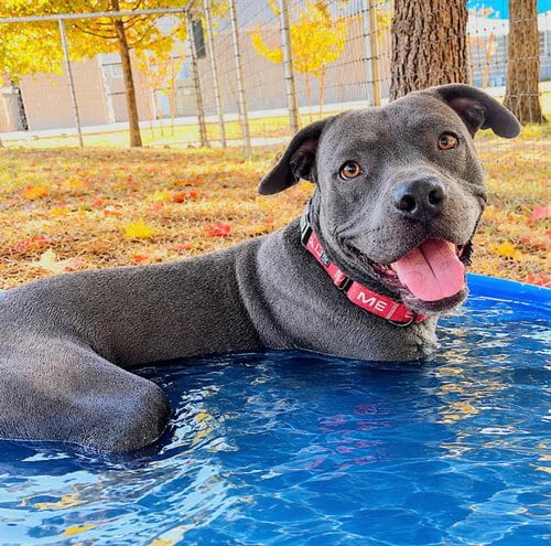 Photo of Neville, adoptable Pit Bull Terrier in Sacramento, California