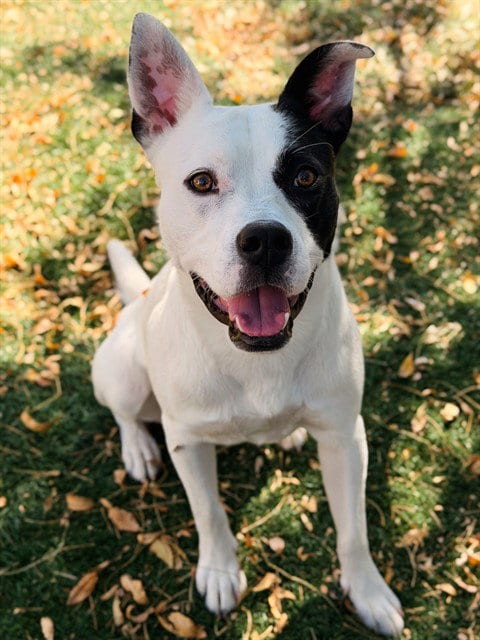 Photo of Oreo, adoptable Pit Bull Terrier in Fremont, California