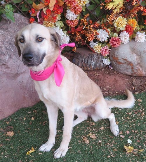 Photo of Jordy, adoptable Black Mouth Cur in Oklahoma City, Oklahoma