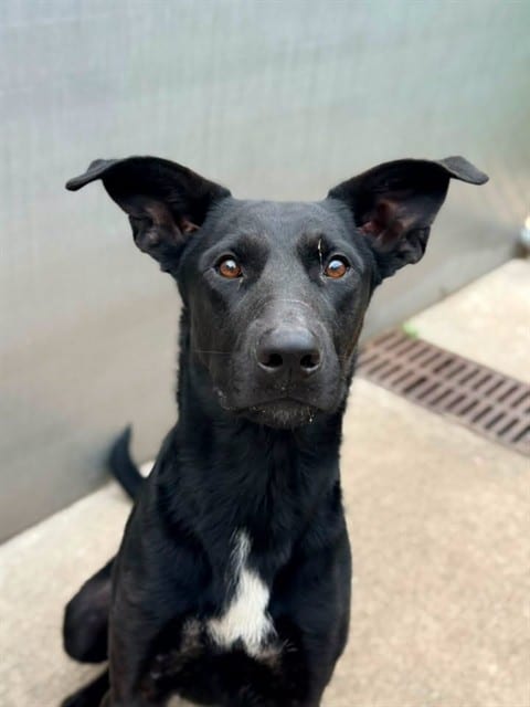 Photo of Bear, adoptable German Shepherd Dog in Chicago, Illinois