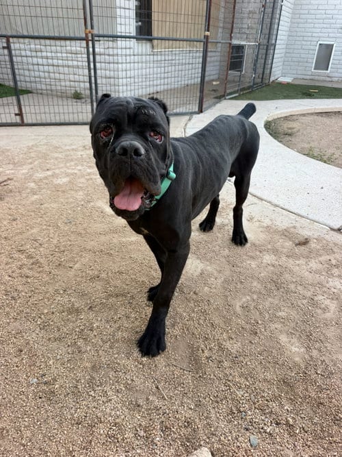 Photo of Mater, adoptable Cane Corso Mastiff in Goodyear, Arizona
