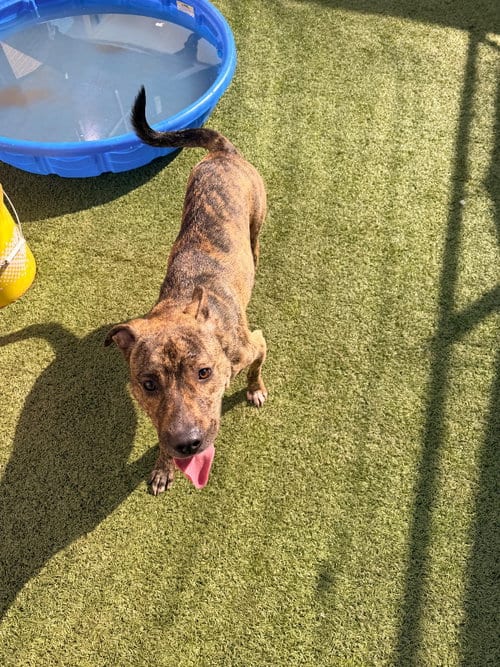 Photo of Sunni, adoptable Catahoula Leopard Dog in Newcastle, Oklahoma