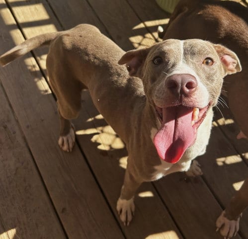 Photo of Clairee, adoptable American Pit Bull Terrier in Wetumpka, Alabama