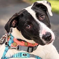 Photo of Rachel, adoptable Labrador Retriever in Lansdale, Pennsylvania