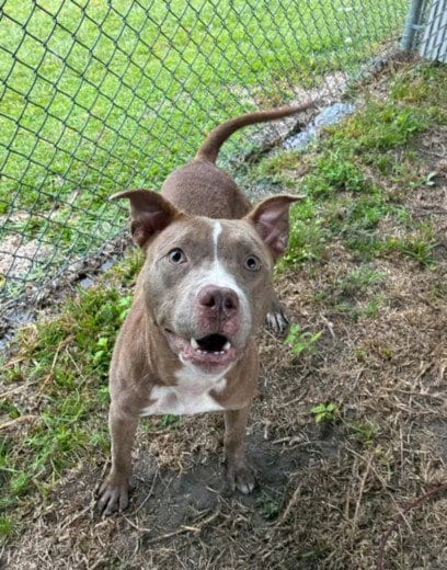 Photo of A525201, adoptable Pit Bull Terrier in Wilmington, North Carolina