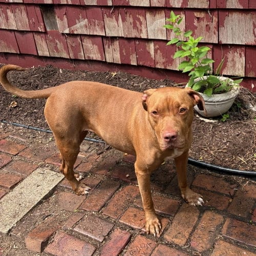 Photo of Julia, adoptable Pit Bull Terrier in Wheaton, Illinois