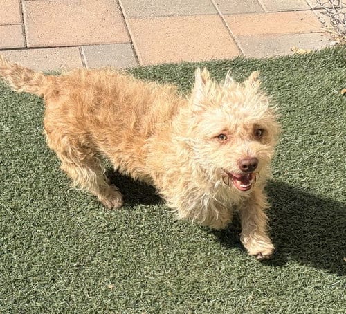 Photo of Otto, adoptable Terrier in Salinas, California