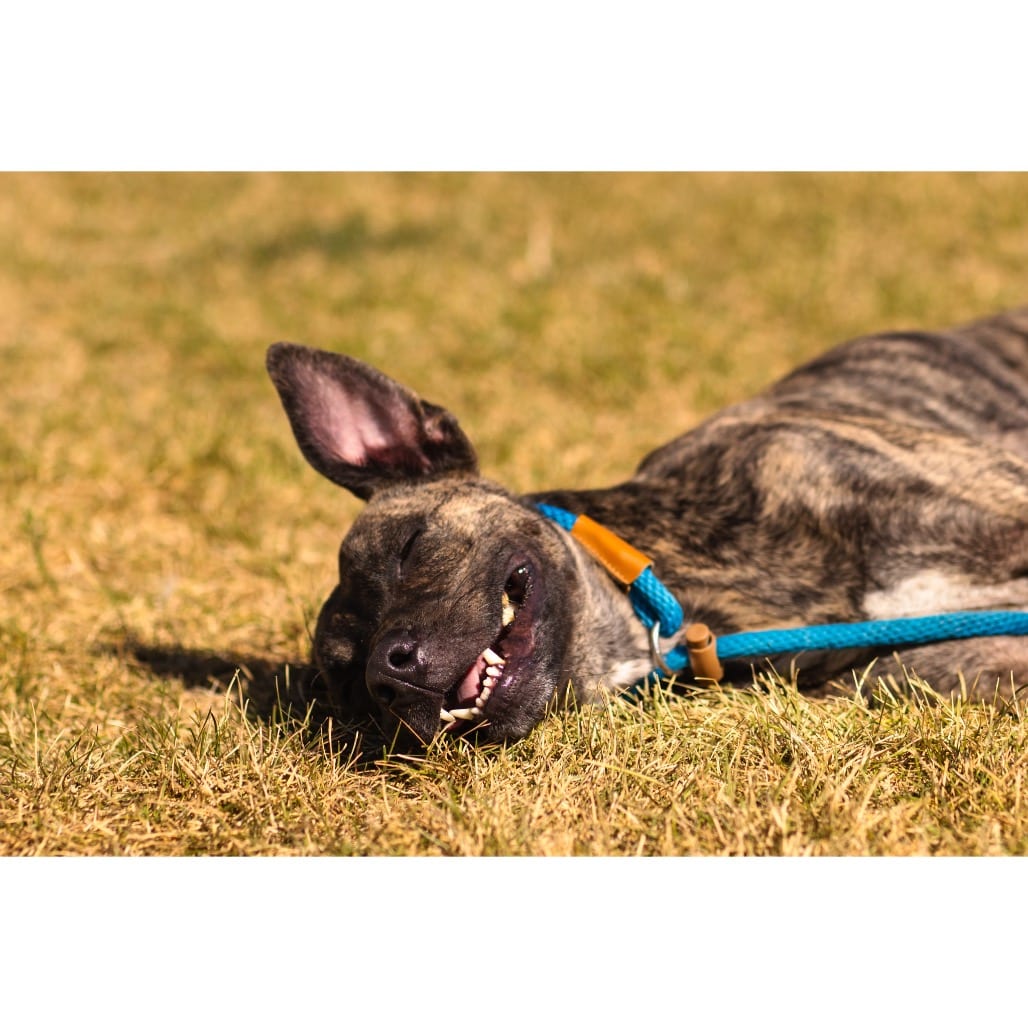 Photo of Nacho, adoptable Greyhound / Terrier, Pit Bull in Hayden, Idaho