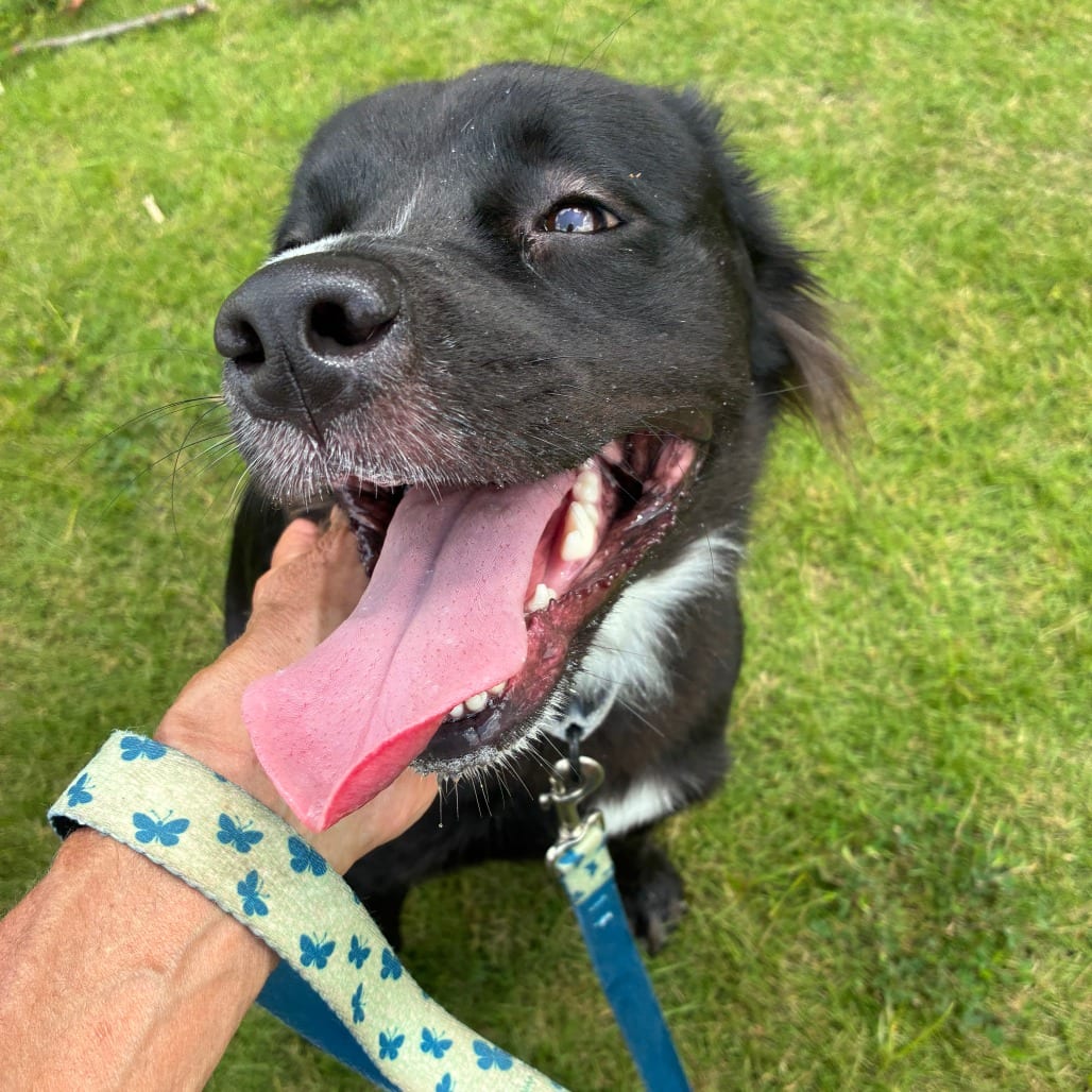 Photo of Peony, adoptable Mixed Breed (Medium)