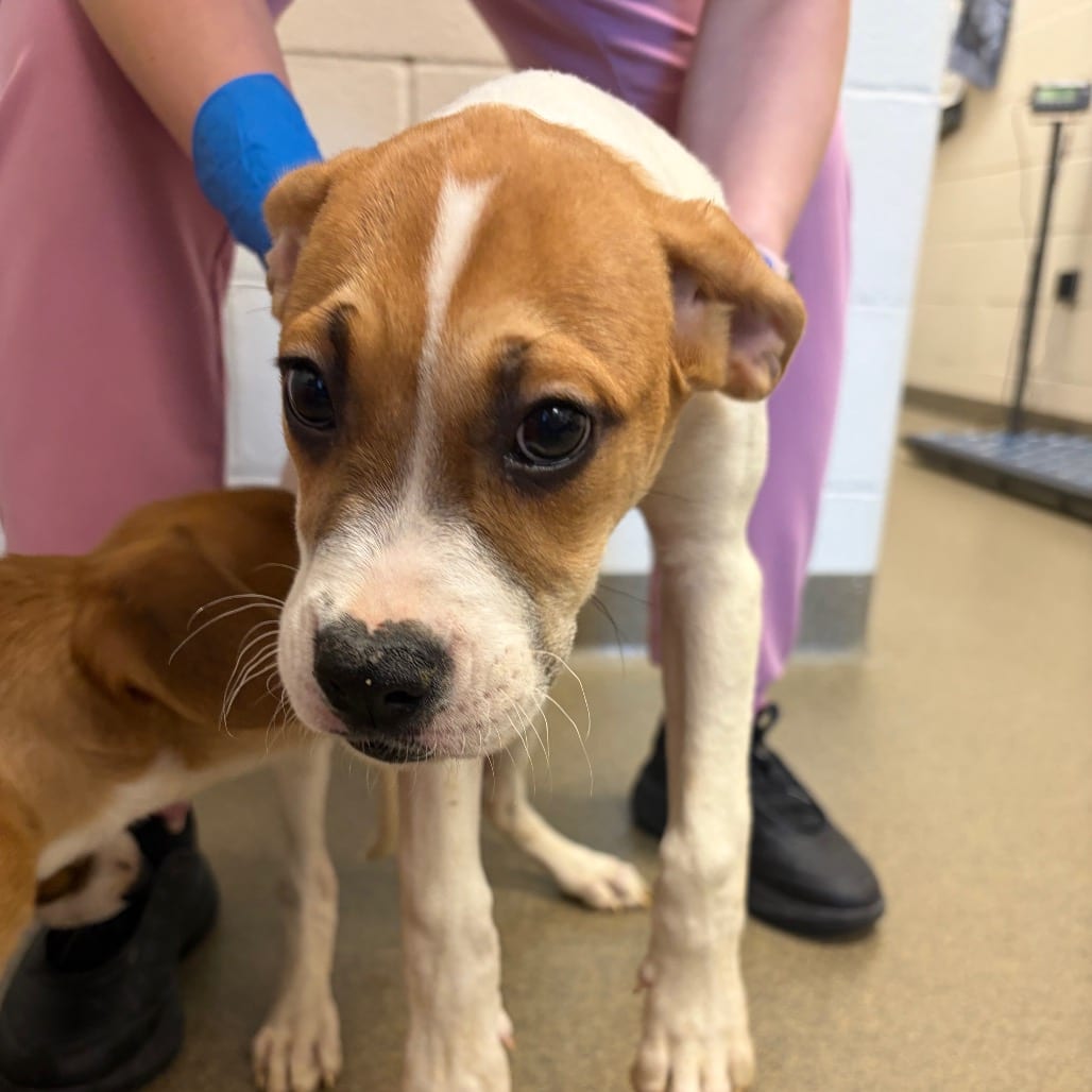 Photo of Bagel, adoptable Boxer / Mixed Breed (Medium) in Council Bluffs, Iowa