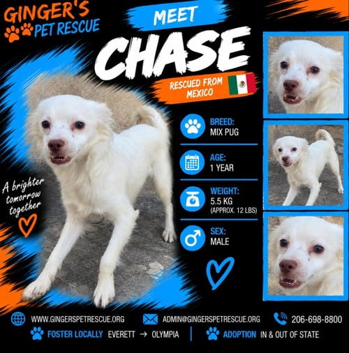 Photo of Chase From Mexico, adoptable Pug in Federal Way, Washington