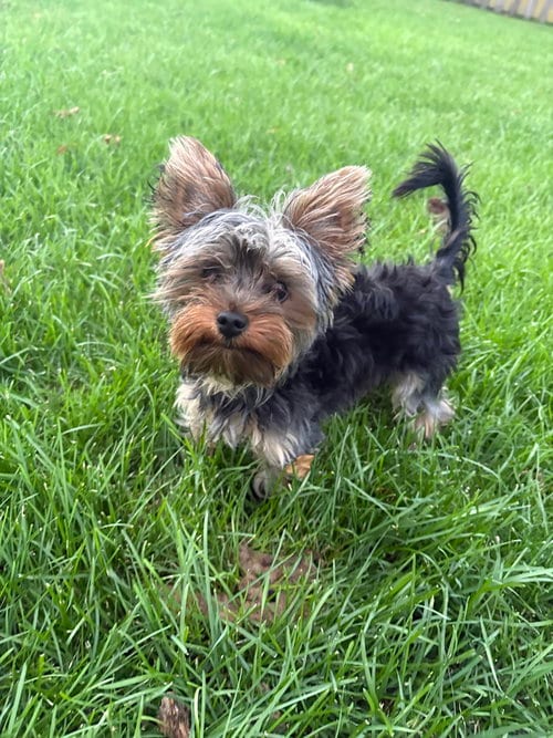 Photo of Zyggy, adoptable Yorkshire Terrier Yorkie in Andover, Minnesota