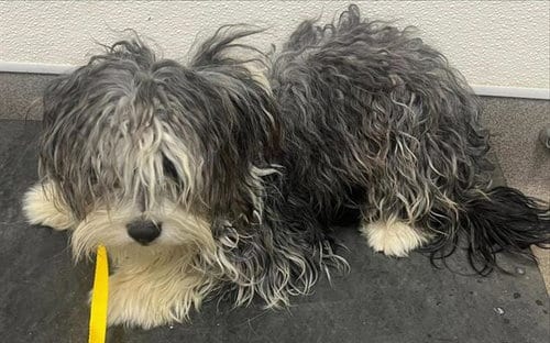 Photo of Shaggy, adoptable Maltese in HESPERIA, California