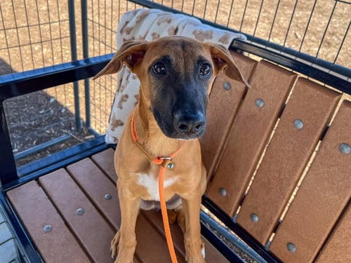 Photo of Zeke, adoptable Doberman Pinscher in Orange, California