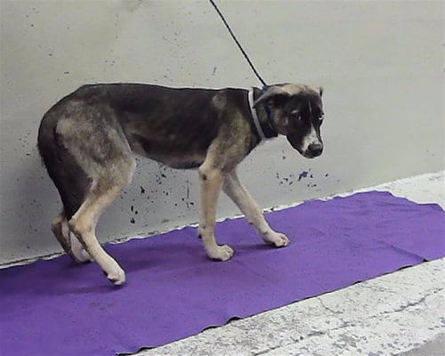Photo of Abba, adoptable German Shepherd Dog in Houston, Texas