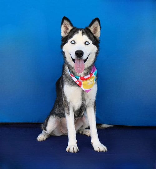 Photo of Ice, adoptable Siberian Husky in Baldwin Park, California