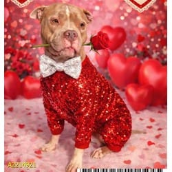 Photo of Pablo, adoptable Mixed Breed (Medium) in West Palm Beach, Florida
