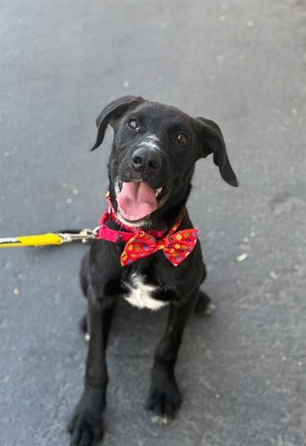 Photo of Cobra Bubbles, adoptable Labrador Retriever in Visalia, California