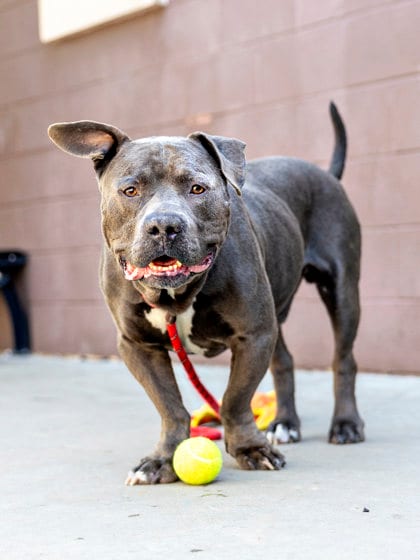 Photo of Jubar, adoptable dog in Chamblee, Georgia