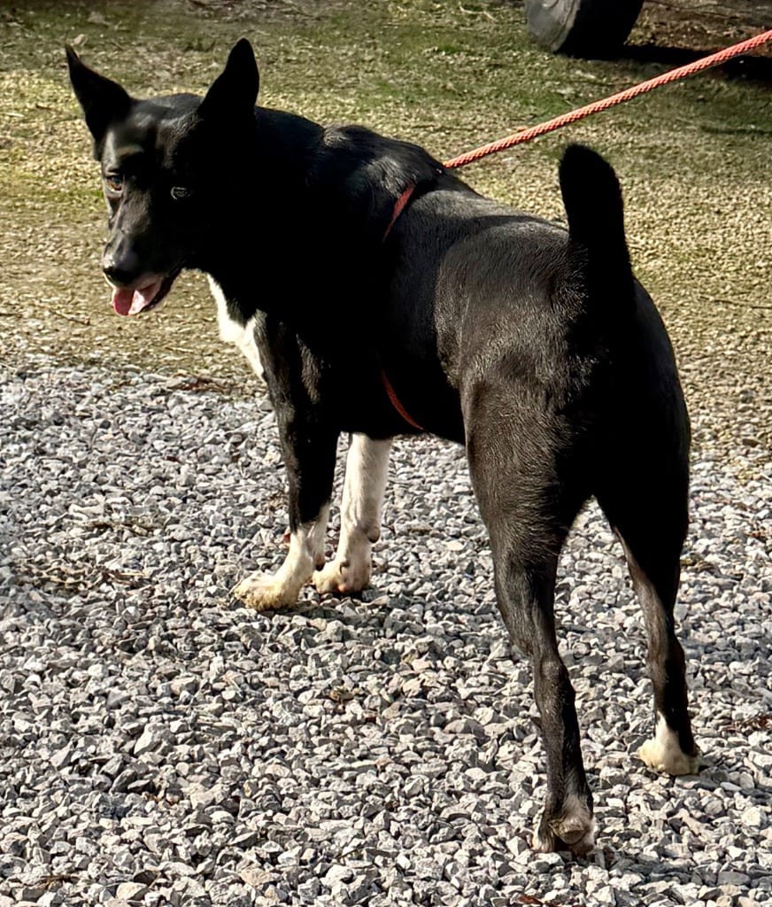 Photo of Sax, adoptable Australian Kelpie in Crossville, Tennessee