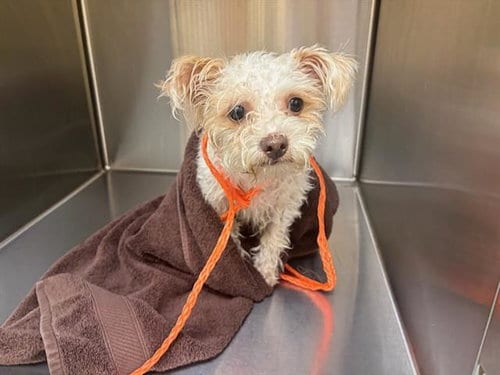 Photo of Zoey, adoptable Poodle (Miniature) in Orange, California
