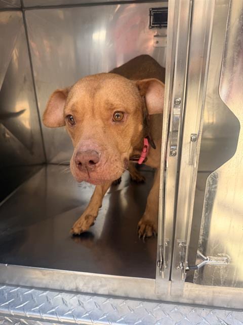 Photo of Honey Boo, adoptable Mixed Breed