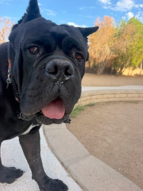 Photo of Meatball, adoptable Cane Corso Mastiff in Goodyear, Arizona