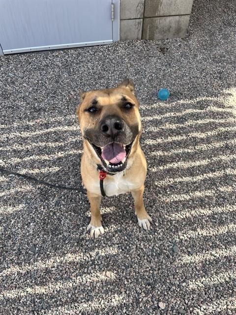 Photo of Callahan, adoptable German Shepherd Dog in Mesa, Arizona