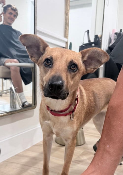 Photo of Pretzel - Sweetness overload, adoptable Mountain Cur in Oakhurst, New Jersey