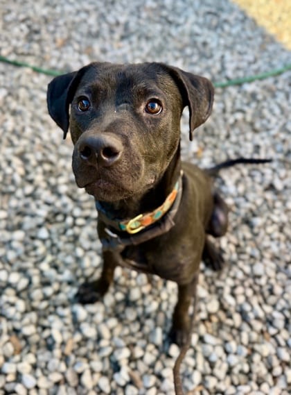 Photo of Argento, adoptable dog in Chamblee, Georgia