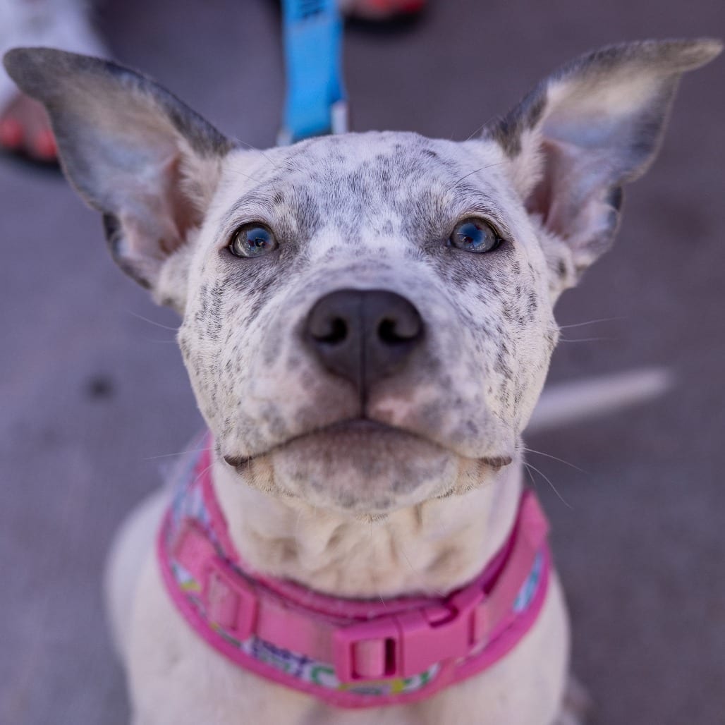 Photo of Junie B Bones, adoptable Terrier, Pit Bull / Mixed Breed (Medium) in Minnesota, Minnesota