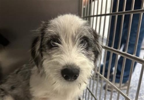 Photo of Lil, adoptable Australian Terrier in Thousand Palms, California