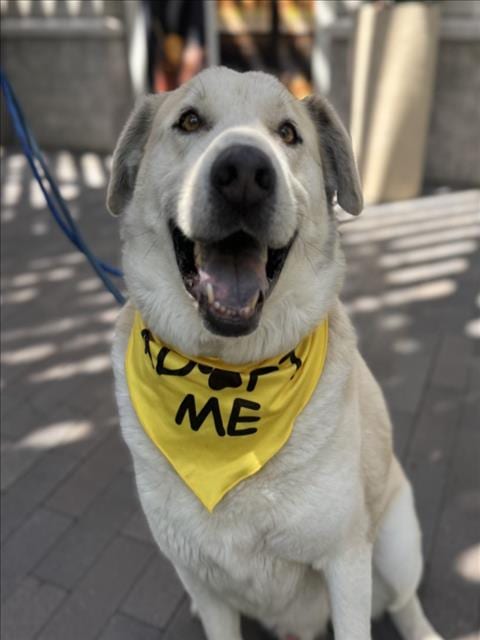 Photo of Max, adoptable Siberian Husky in Chatsworth, California