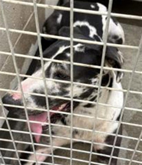 Photo of Moose, adoptable Great Dane in Los Angeles, California