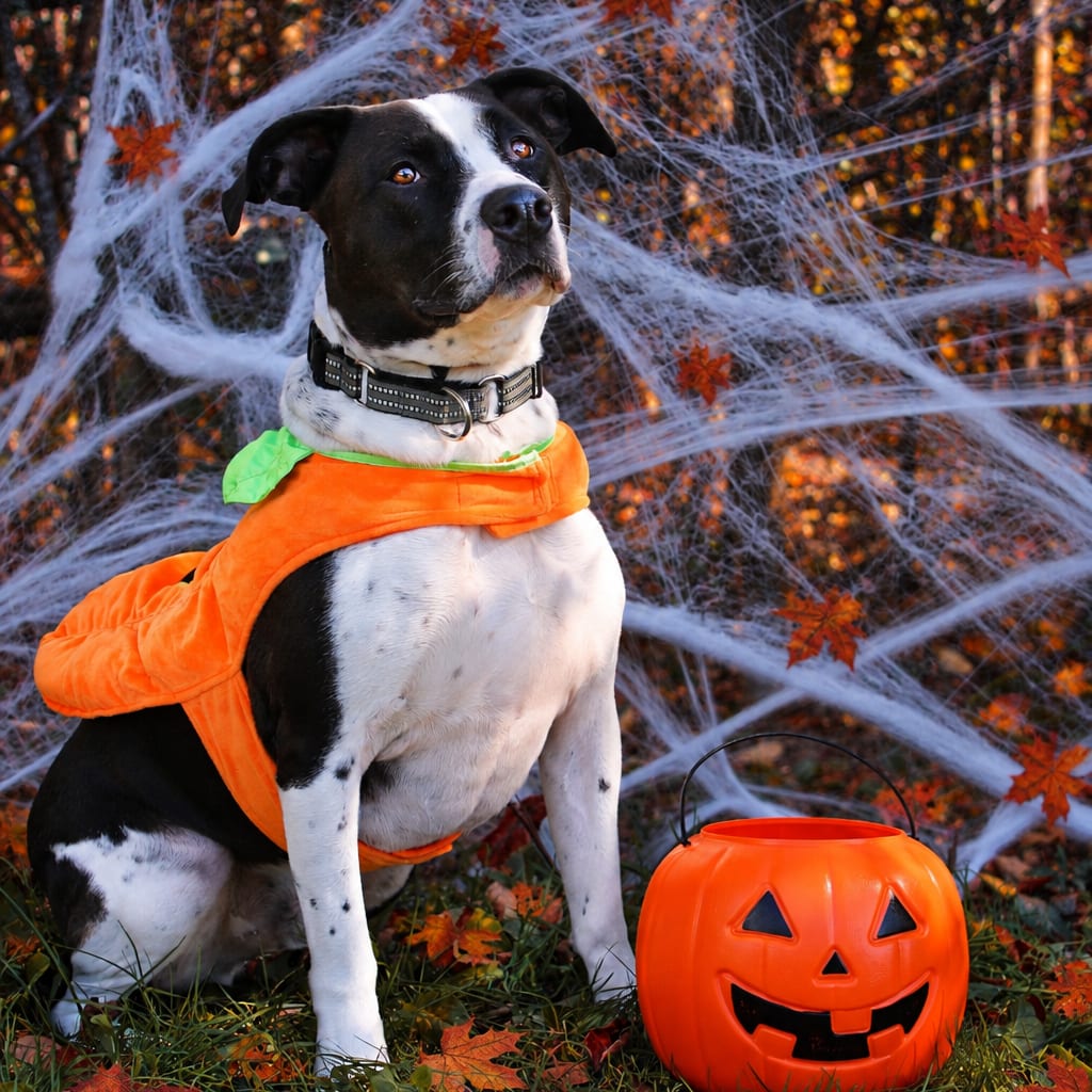 Photo of Dewey 53, adoptable Terrier, American Staffordshire / Retriever, Labrador in Canastota, New York