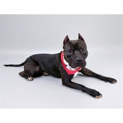 Photo of Angus, adoptable American Staffordshire Terrier in Ft Lauderdale, Florida