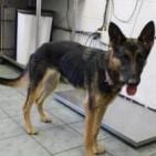 Photo of Roxy, adoptable Shepherd, German / Mixed Breed (Medium) in Weatherford, Texas
