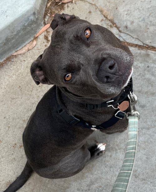 Photo of Suki, adoptable American Staffordshire Terrier in San Diego, California
