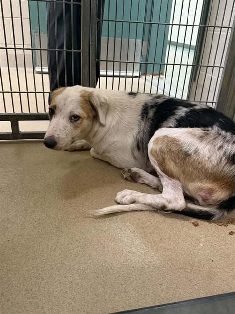 Photo of Nora, adoptable Border Collie in Santa Maria, California