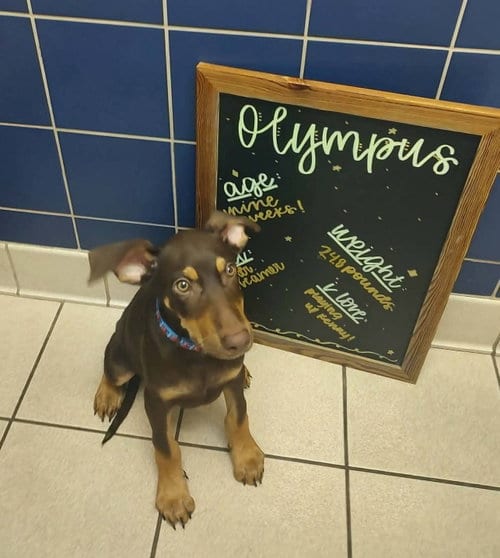 Photo of Olympus, adoptable Doberman Pinscher in Aurora, Ohio