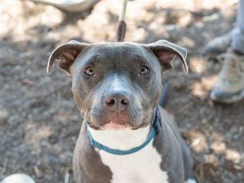 Photo of Joan, adoptable Pit Bull Terrier in Martinez, California