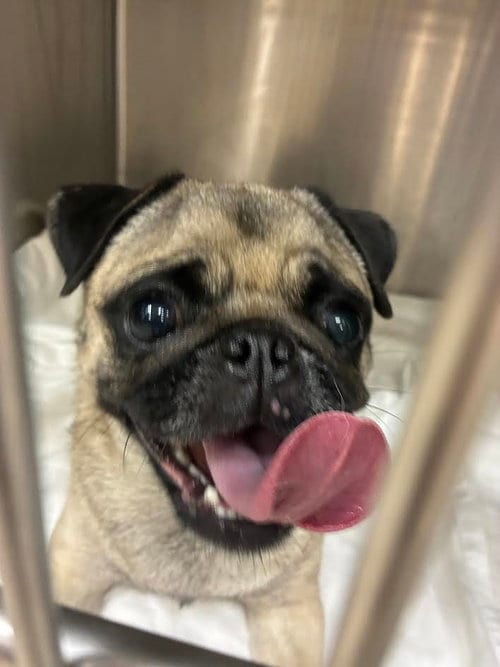 Photo of Buttercup, adoptable Pug in San Pedro, California