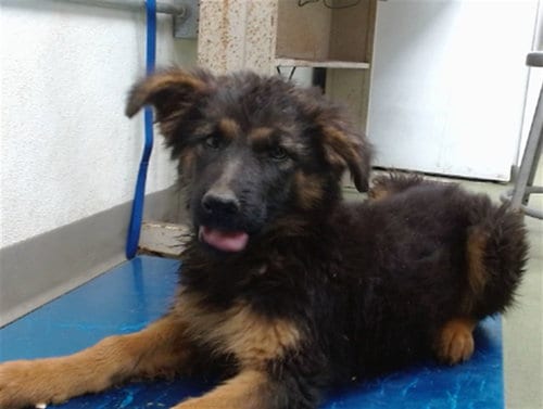 Photo of Sky, adoptable German Shepherd Dog in San Bernardino, California