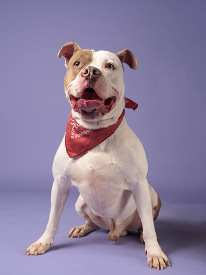 Photo of Scooch Ova, adoptable dog in Atlanta, Georgia