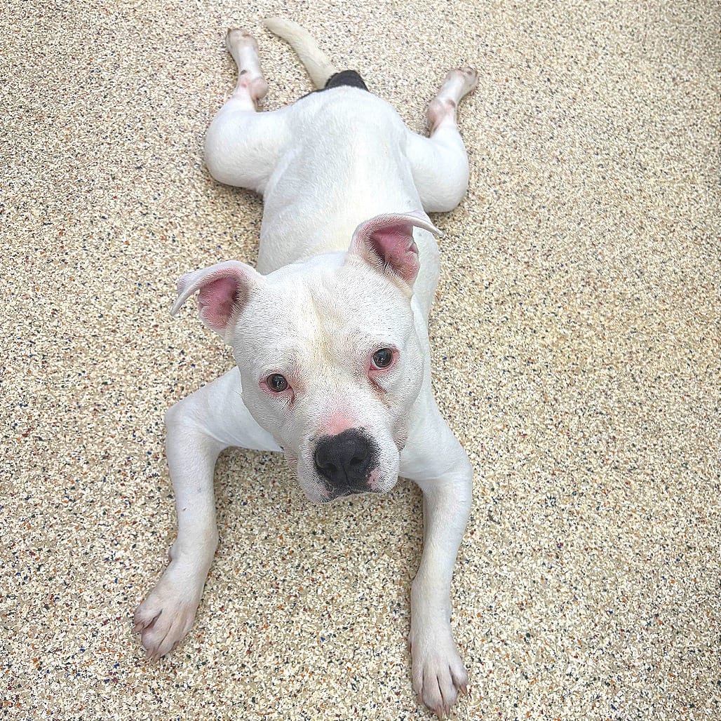 Photo of Gimli, adoptable Terrier, American Pit Bull in Houston, Texas