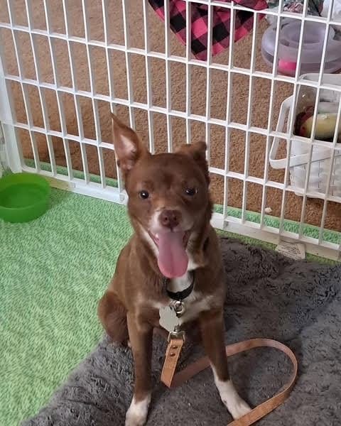 Photo of Precious, adoptable Chihuahua in Raytown, Missouri
