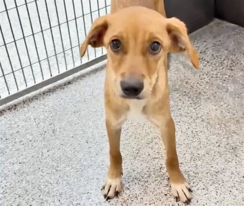 Photo of A660686, adoptable Labrador Retriever in Houston, Texas